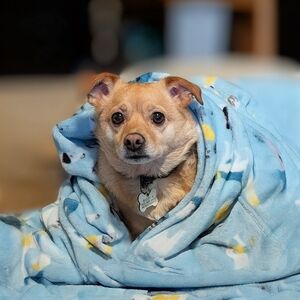 Fix It And Surprise For GM Peddler